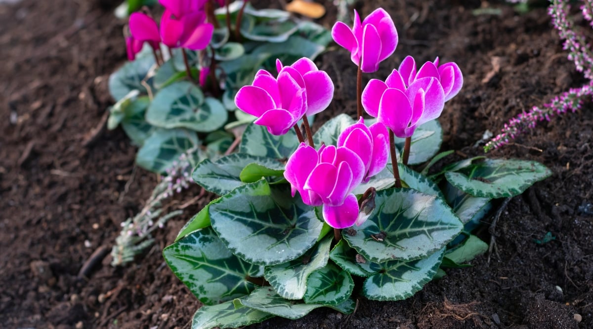 A close-up of vibrant Cyclamen pink blooms planted in rich, dark brown soil with its heart-shaped leaves at the base of the flowers. The vibrancy of the colors of the blooms and leaves is suggestive of the flower’s thriving conditions.