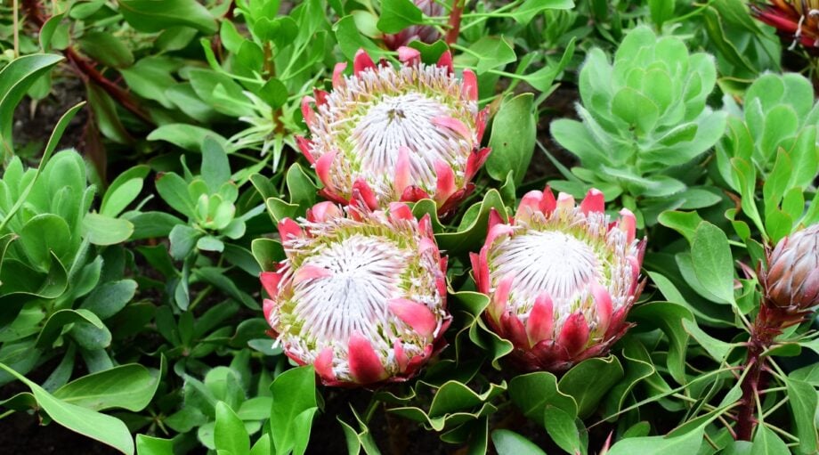 How to Plant, Grow, and Care for Protea Plants