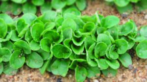 How to Plant, Grow, and Care For Mâche