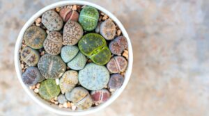 27 Easy To Grow Succulents for Beginners