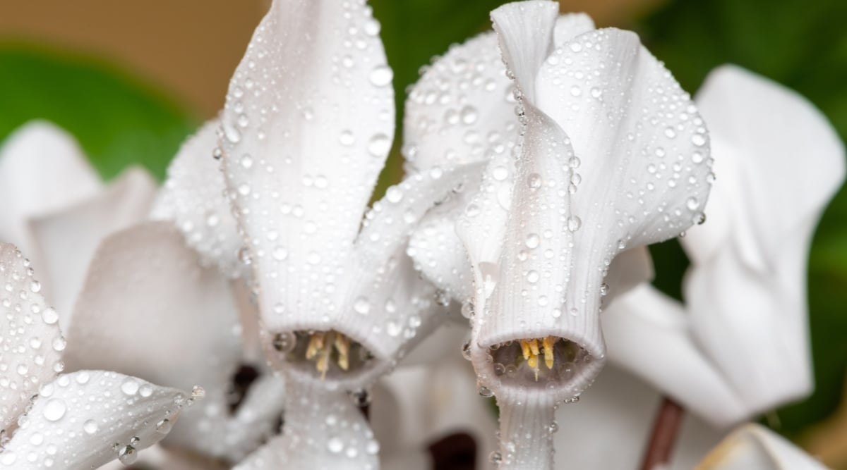 A close-up of Cyclamen blooms showcases its silky and backward-curving white petals. All the petals have water droplets in them of various sizes. There are white Cyclamen blooms blurred in the background.