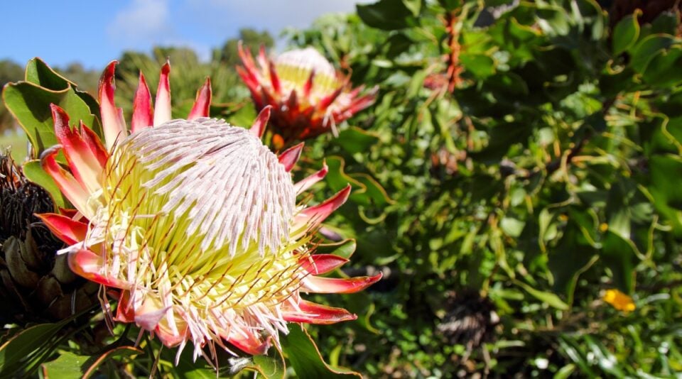 How to Plant, Grow, and Care for Protea Plants