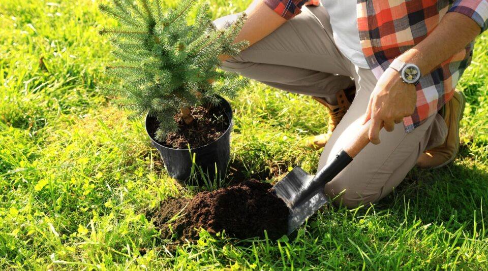 How to Choose, Care for, and Plant a Live Christmas Tree