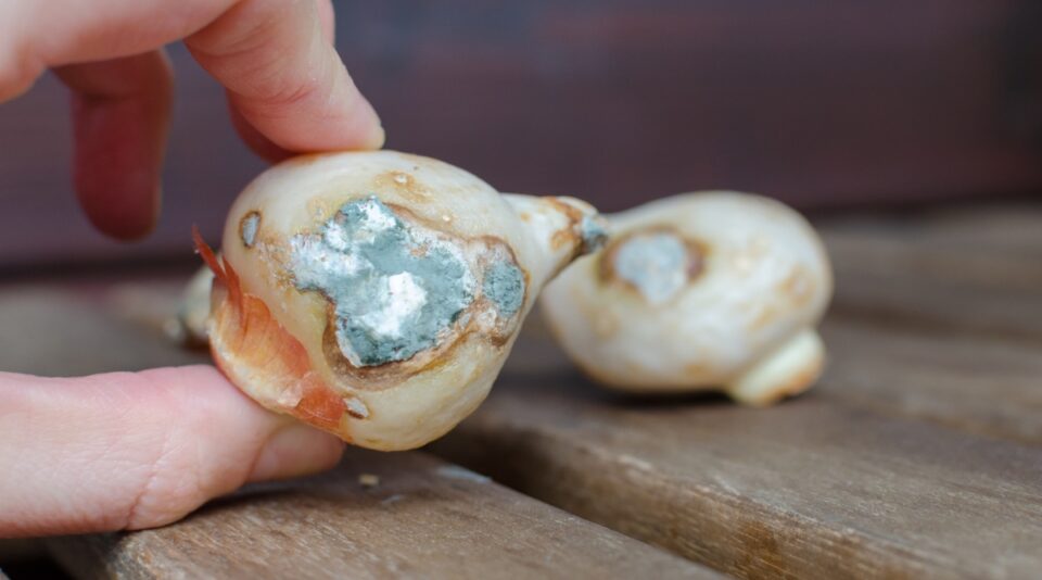 How Long Can You Keep Flower Bulbs in Storage?