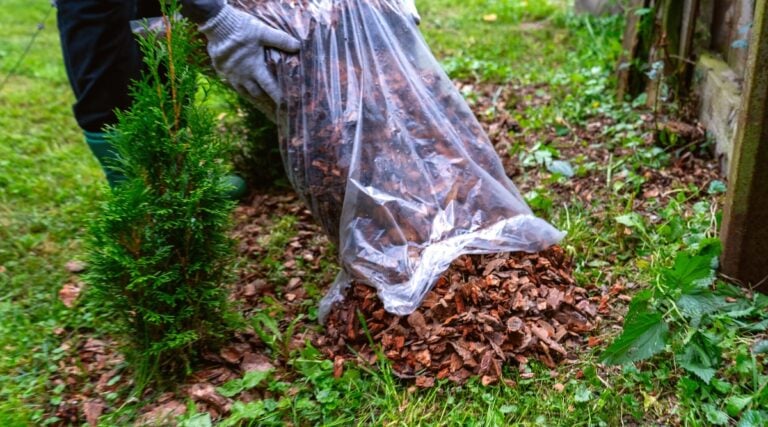 Creating a Stunning Astilbe Garden: Tips and Design Ideas