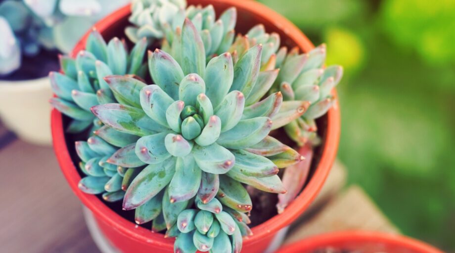 27 Easy To Grow Succulents for Beginners