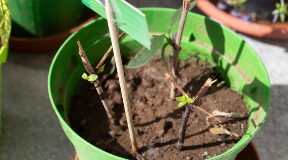 How to Plant, Grow, and Care for Spicebush