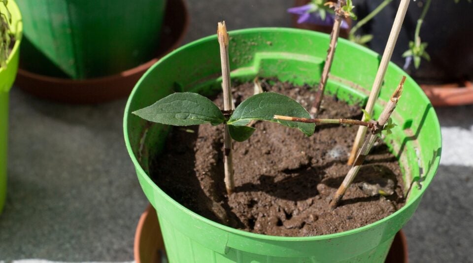 How to Plant, Grow, and Care for Mock Orange