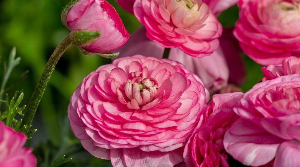 35 Best Flowers to Grow in A Cutting Garden for Beautiful Bouquets
