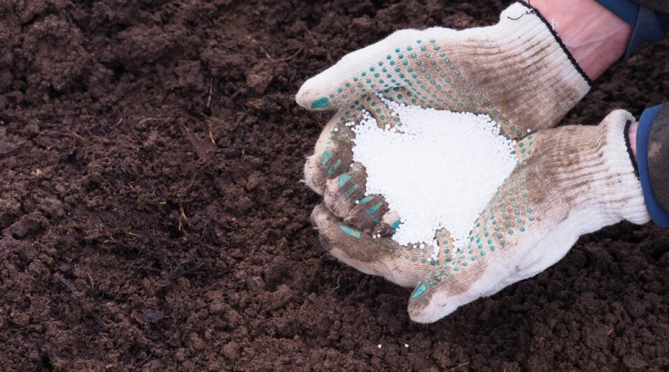 Prepare Blackberry Bushes For Winter Overwinter Blackberries