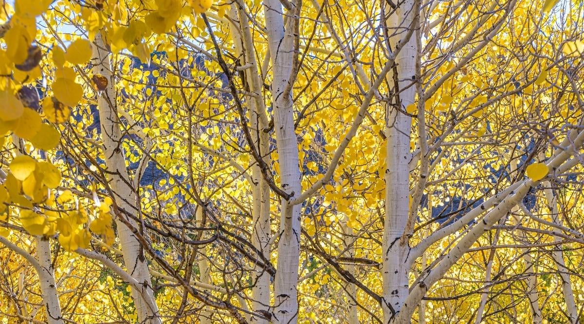Tall white trees with light yellow leaves covering them.