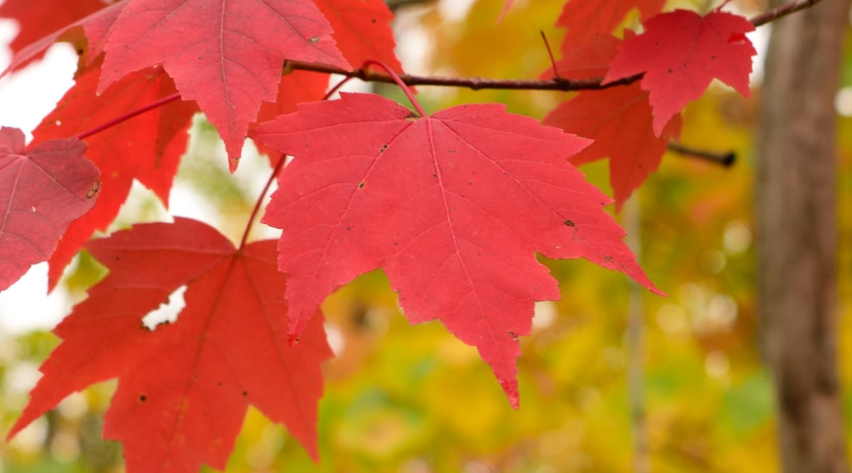 Close up of bright red leaves with five pointed prongs.