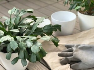On a wooden table, repotting Christmas Cacti is underway. Its segmented pads are vibrant green, elegantly curved, and adorned with fine, hair-like spines. Planted in white pots alongside other containers, a hand glove, and a brown paper bag rest nearby.