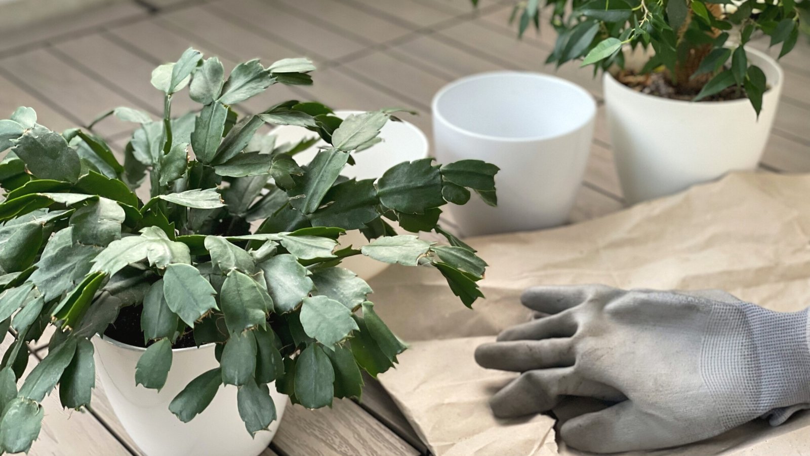 How to Repot Christmas Cactus A Transplanting Guide