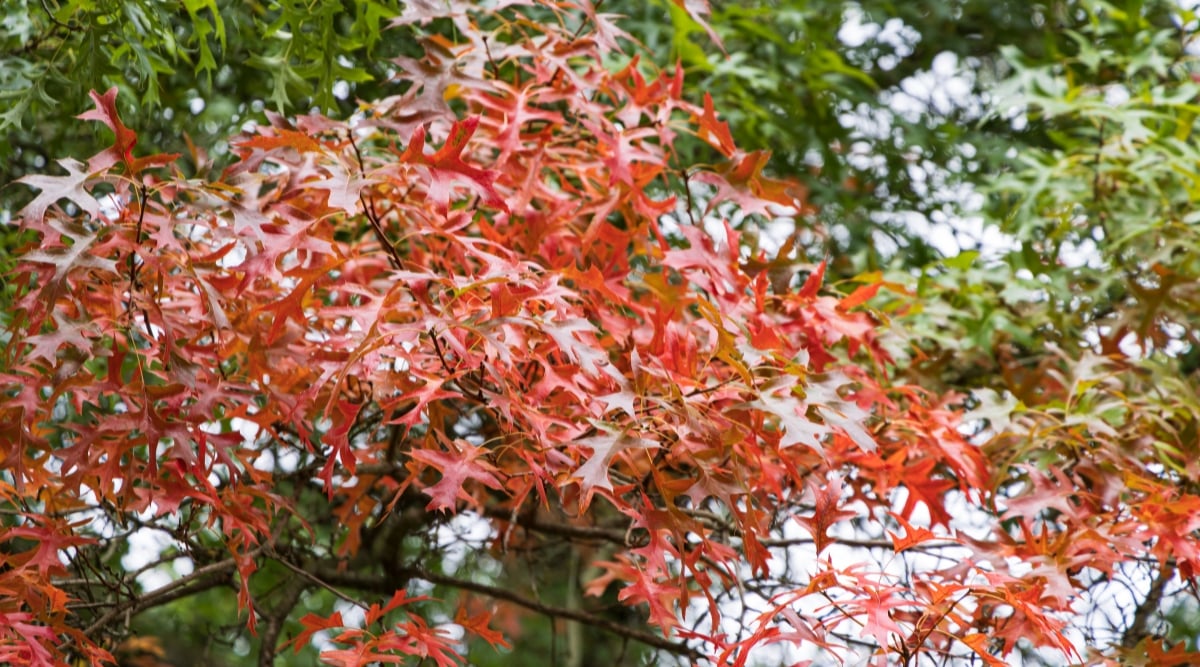 Tree covered in bright orange leaves with skinny, leaves that have pronged edges.