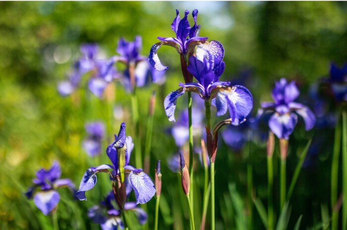Blue Siberian irises bloom gracefully in a spring garden, their delicate petals unfurling like satin. Tall, slender stems sway gently, supporting the blossoms, each adorned with intricate veining that adds to their mesmerizing allure amidst lush green foliage.