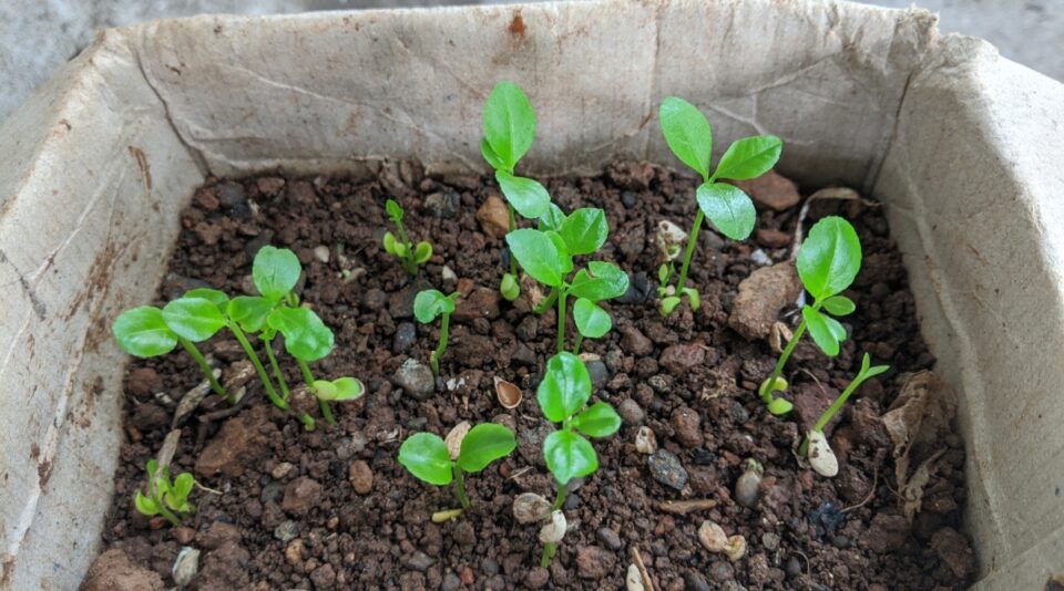 How to Plant, Grow, and Care for Spicebush