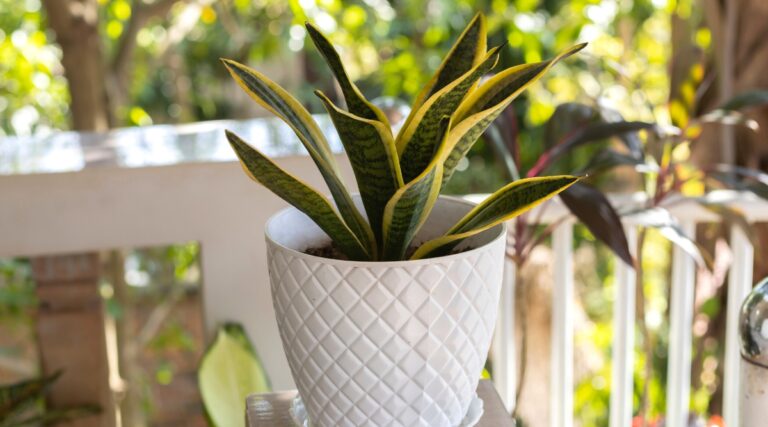 27 Easy To Grow Succulents for Beginners