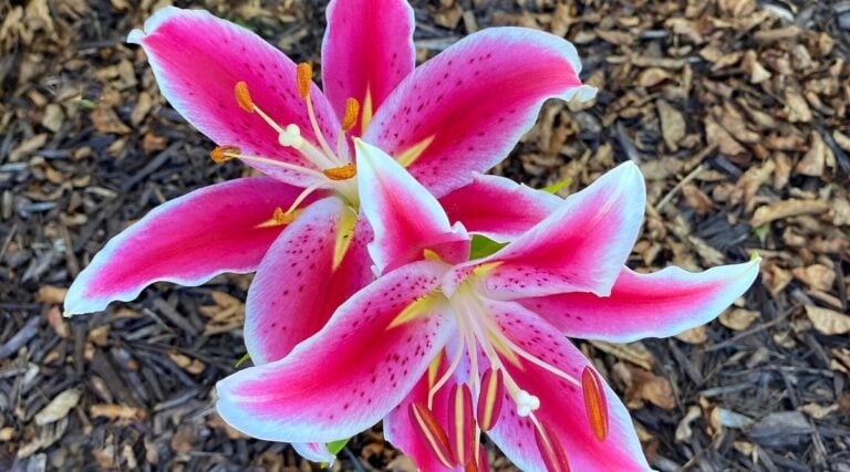 How to Plant, Grow, and Care for Stargazer Lilies