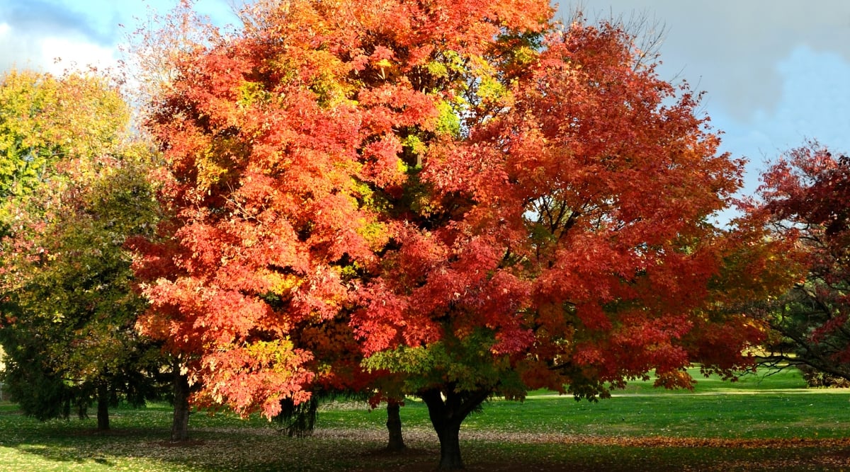 Large tree in a park covered in bright orange and yellow leaves.