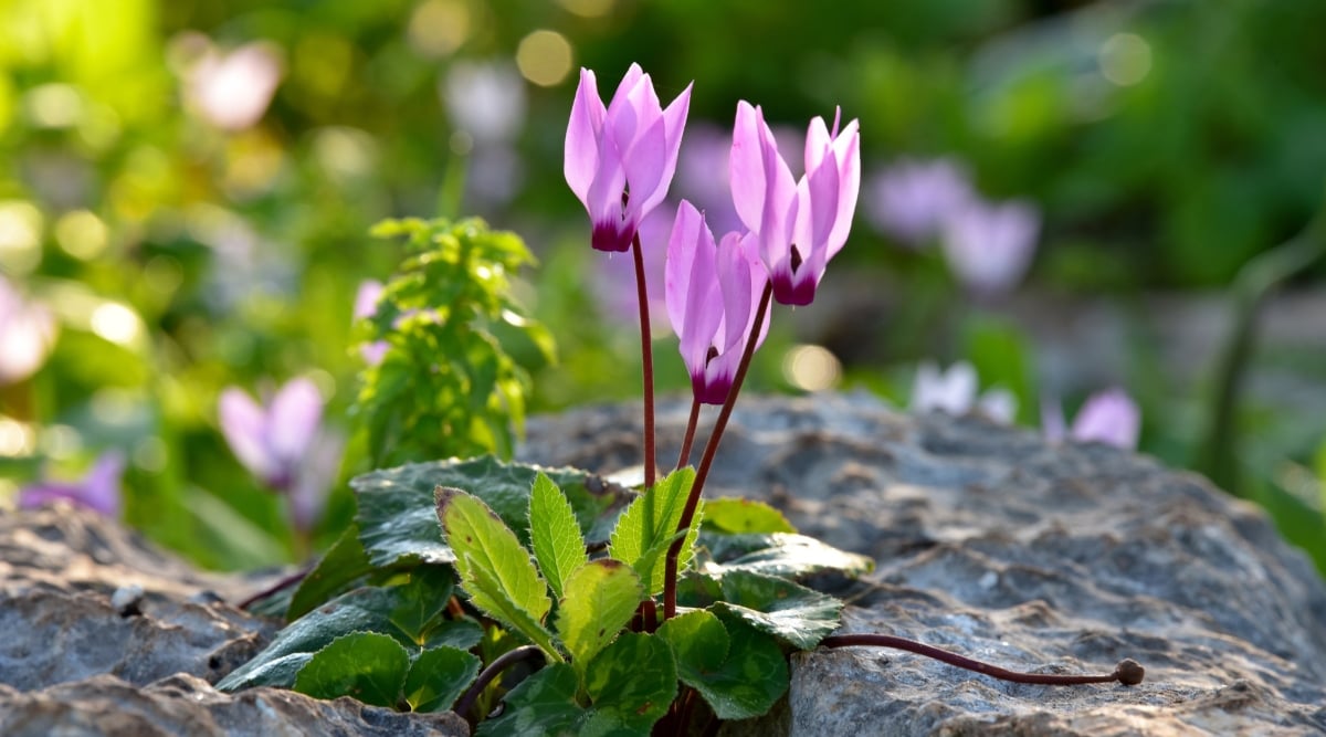 A Cyclamen plant is nestled in a rock bed. Three pink flowers with a tinge of red on the base are growing from separate thin stems. Leaves are observed on the base of the plant.