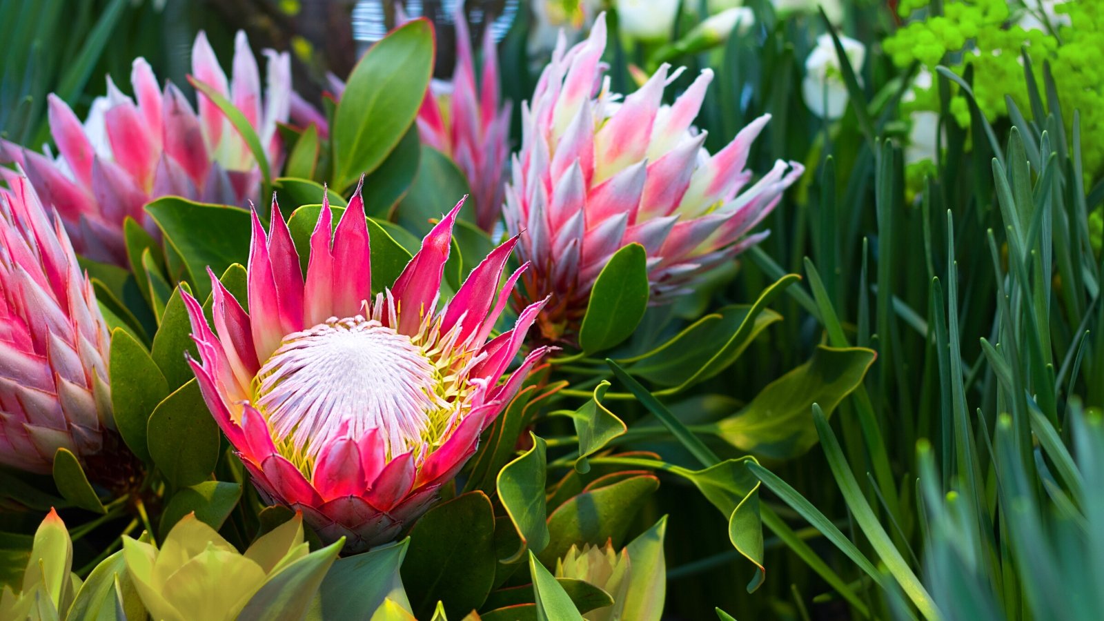 How to Plant, Grow, and Care for Protea Plants
