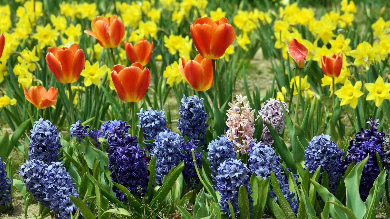 27 Best EarlySeason Flowers for a Spring CutFlower Garden