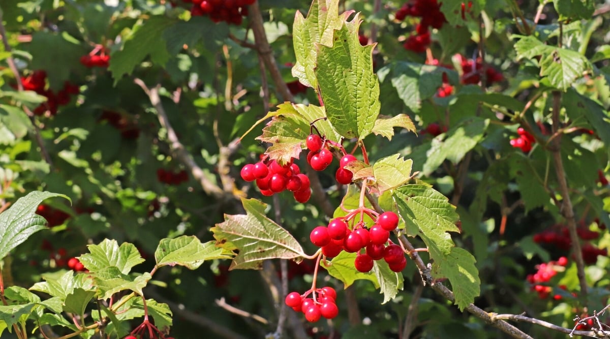 Tree with light green leaves with jagged edges and clusters of bright red berries hanging from the branches.