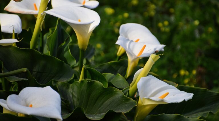 How to Plant, Grow, and Care for Calla Lilies