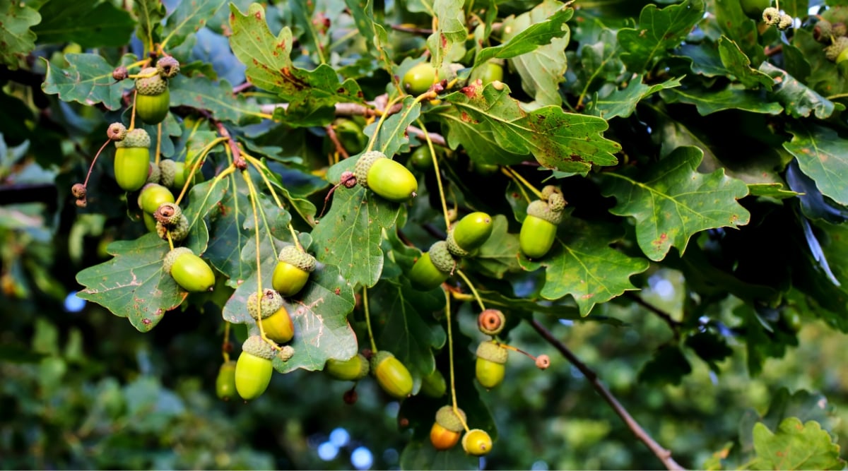 Tree with a long branch covered in light green acorns and large green leaves with large scalloped edges.