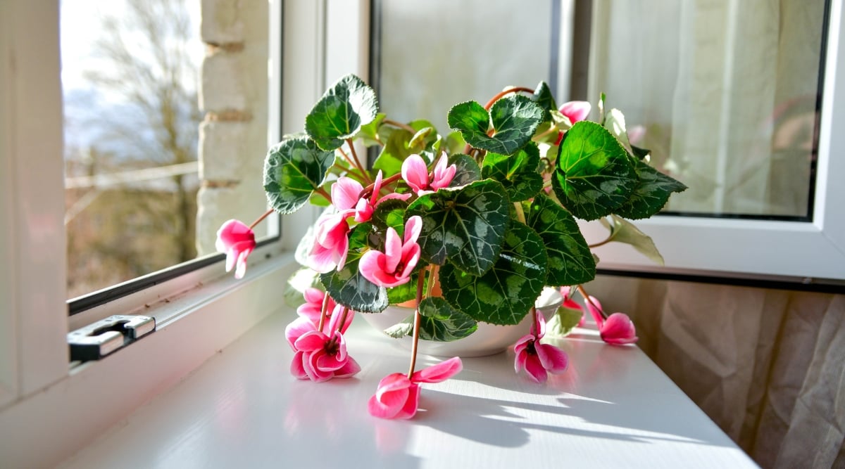 Positioned by a windowsill, a potted Cyclamen exhibits drooping pink blooms and thriving heart-shaped leaves. Sunlight streams through the white table where the white pot is positioned. The rays are reflected on the leaves and petals.