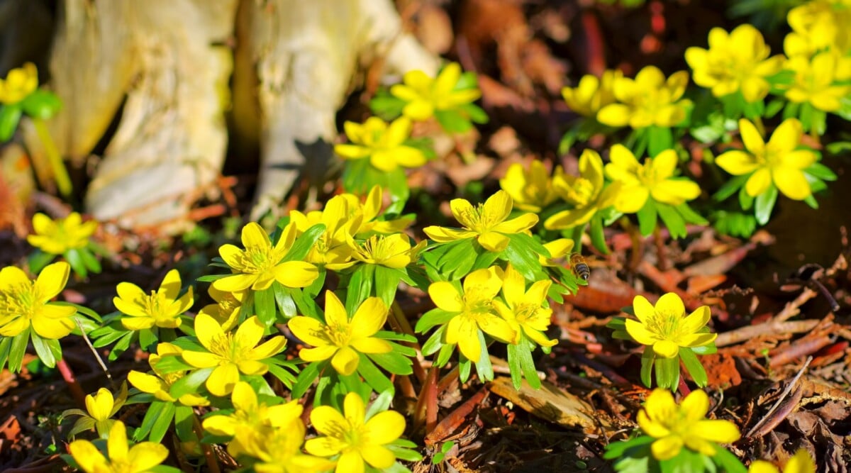 Defying winter's chill, a cluster of radiant Winter Aconite flowers blossoms against the weathered roots of a tree, their vibrant yellow hues illuminating the slumbering woodland scene. Their cheerful presence signifies the spring's reawakening.