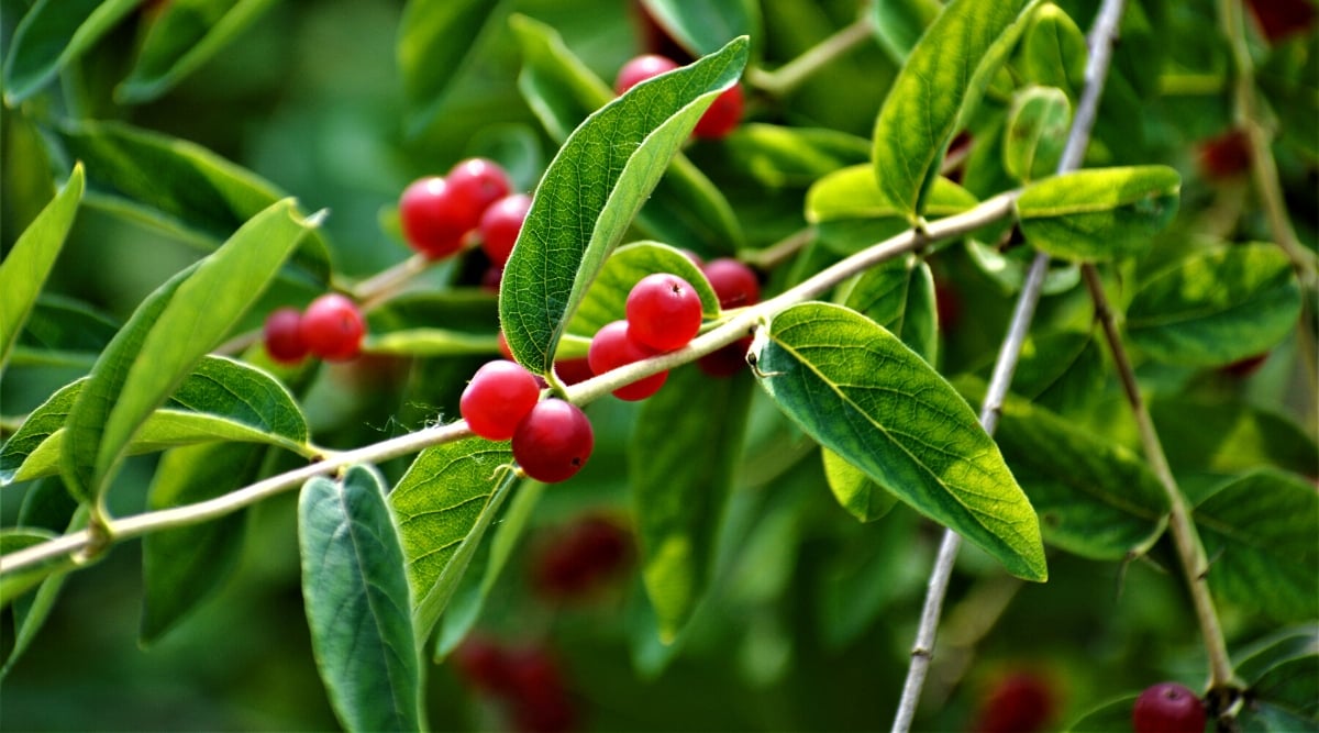 Close up of a thin tree branch with small clusters of tiny red berries and long, oval shaped leaves.