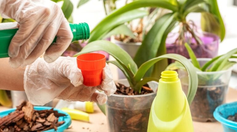 How and When To Fertilize Orchids