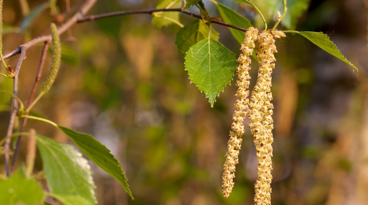 Close up of a dark wood branch with small pear shaped leaves with a jagged edge and a long strand of clustered, tiny, pale yellow flowers hanging down from the branch.