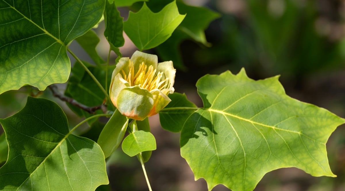 Close up of a pale yellow, cup shaped flower with large, green, star shaped leaves.