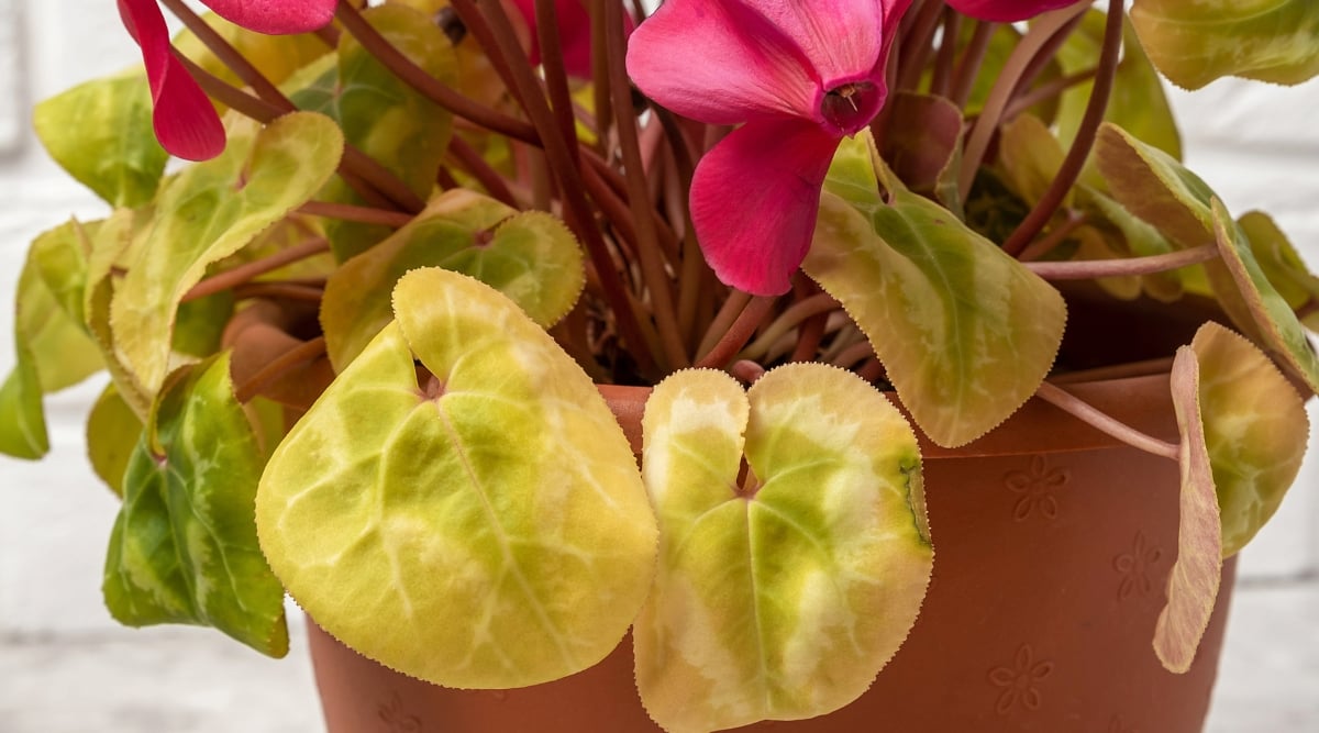 A close-up of a brown pot with an abundance of yellowish heart-shaped leaves and brown thin stalks placed in an indoor setting. The rest of the leaves appear to be suffering from reduced vitality caused by an unsuccessful dormancy period, while two Cyclamen red blooms are observed in the upper part of the frame.