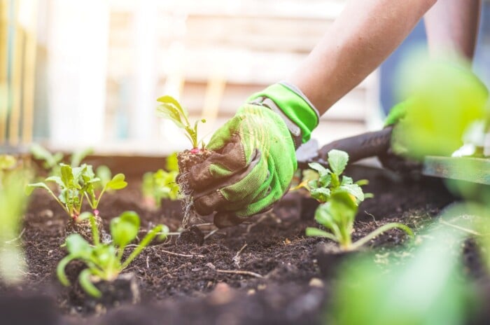 Close-up of female hands in green gardening gloves planting young radish seedlings on a raised bed.