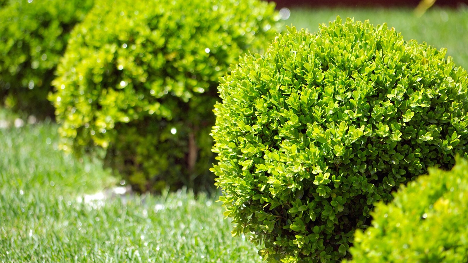 How to Plant, Grow, and Care for Boxwood Shrubs