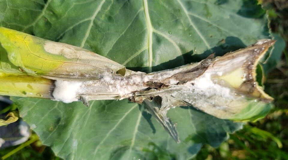 How to Treat 13 Common Garden Fungal Diseases