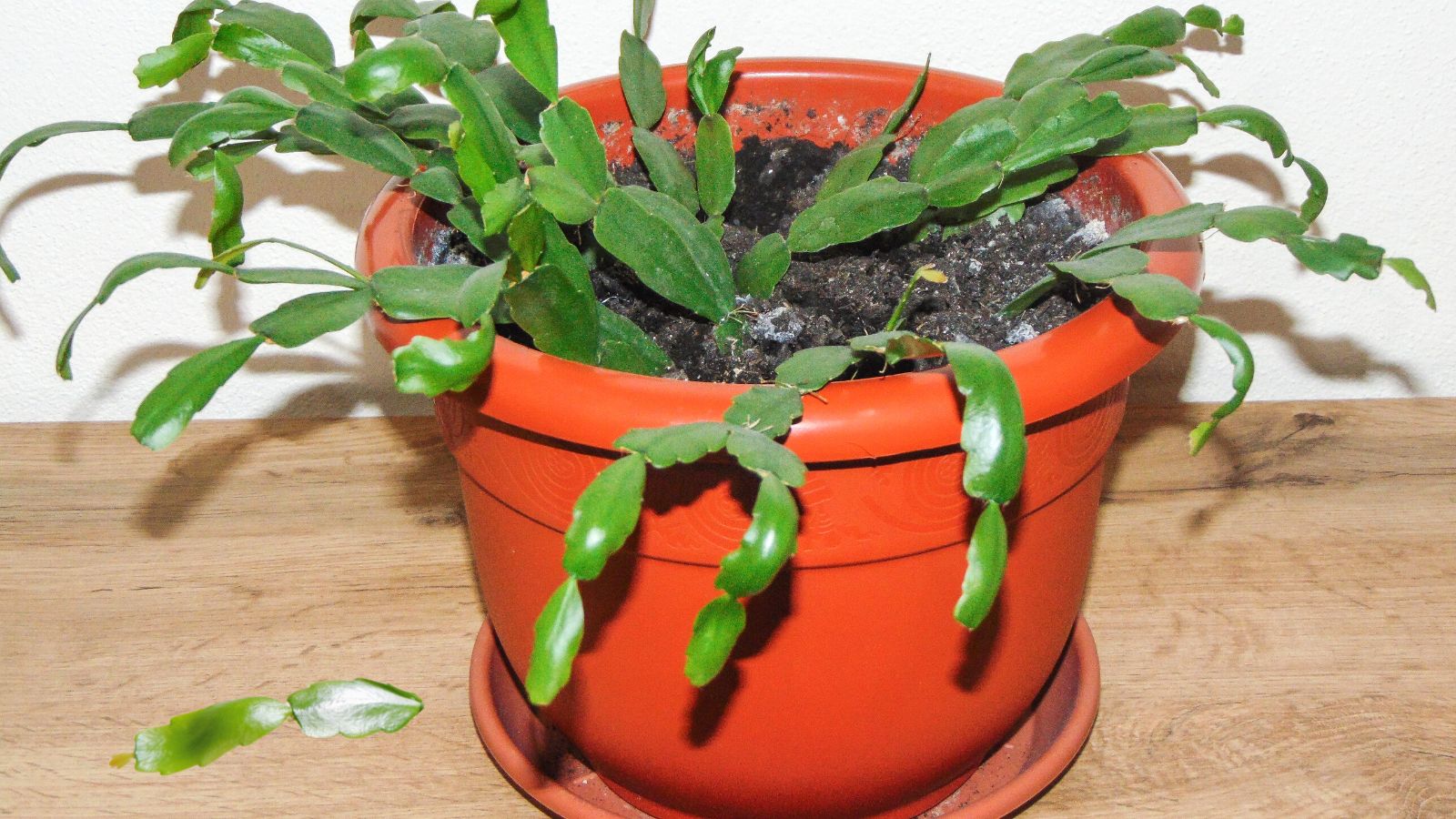 Why is my Christmas Cactus Dropping Leaves?
