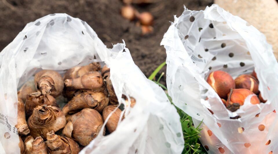 Where Should You Store Bulbs and Tubers For the Winter?