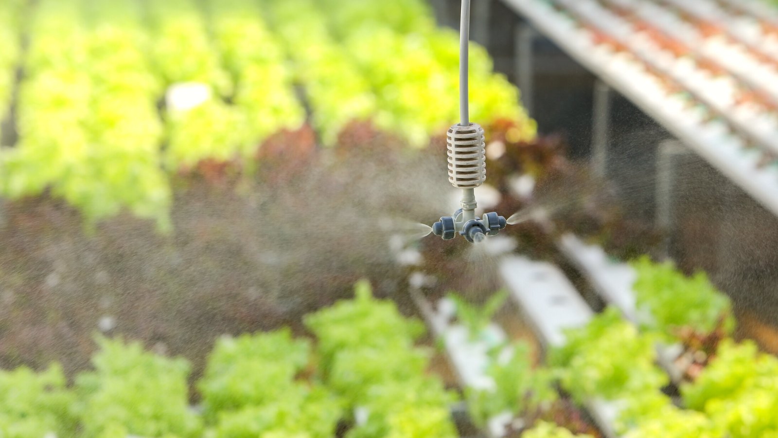 How to Control Humidity in a Greenhouse