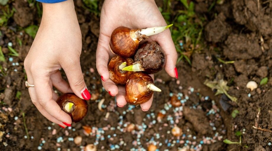 20 Trendy Raised Bed Cut Flower Garden Ideas You Will Want To Try