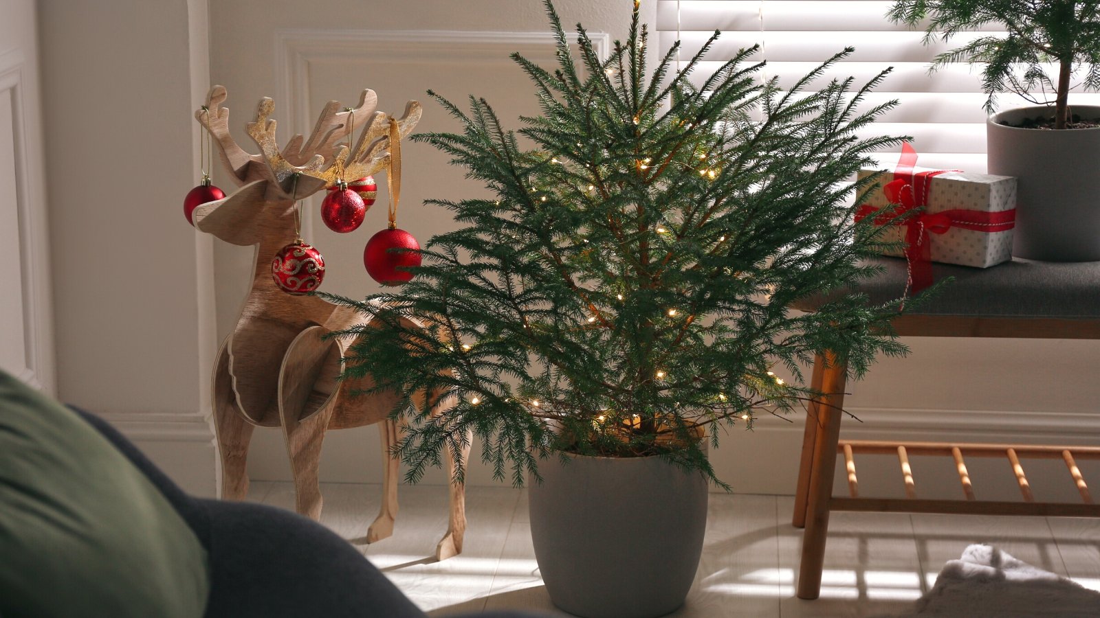 How to Choose, Care for, and Plant a Live Christmas Tree