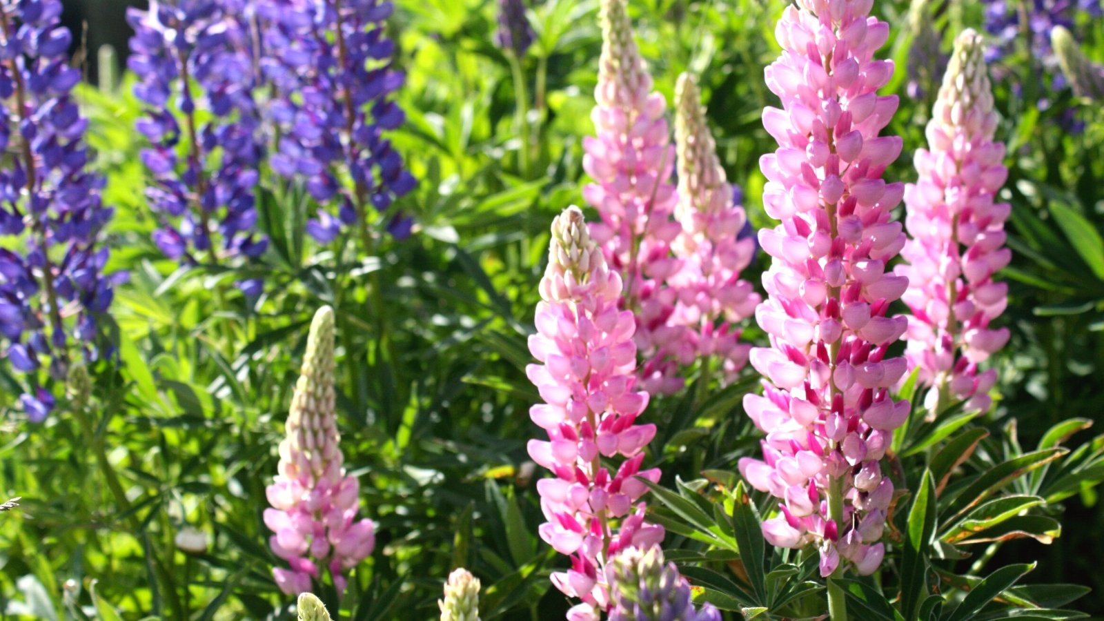 Do Lupines Need Full Sun, Partial Shade, or Full Shade?