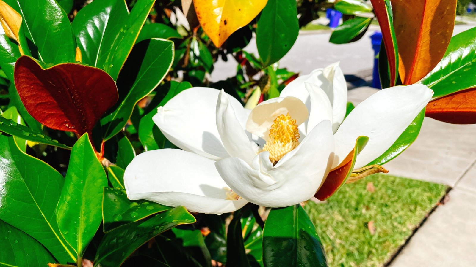 How to Grow a Magnolia Tree from Seed in 8 Easy Steps