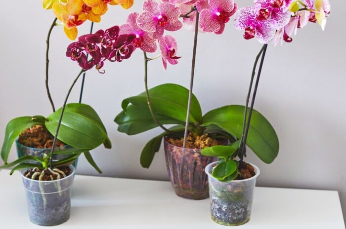 Close-up of blooming colorful orchids in plastic orchid pots on a white table indoors. There are plastic pots of different sizes and shades. Two of the pots are clear and the other two are translucent with purple and blue tints. Orchids have large flowers with colorful patterns. Some flowers are bright yellow with purple veins, others are deep purple with contrasting labellums, and two more orchids have white flowers with abundant pink veins and freckles.