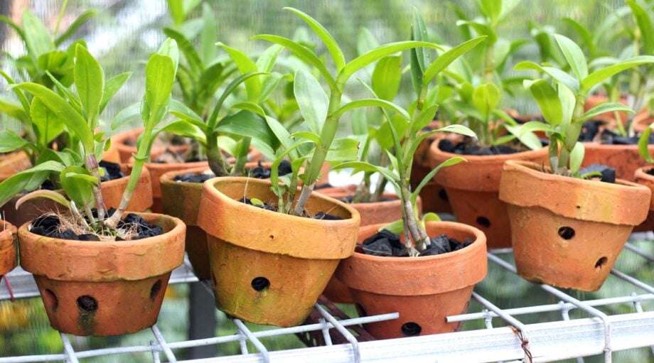The Best Pots for Orchids Potted Orchid Conditions