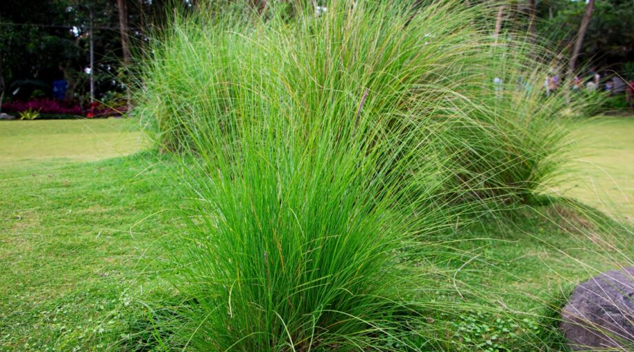 1,000 Switchgrass Seeds Ornamental Fast Growing Prairie Grass CZ Grain